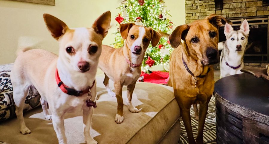 Kristin's four dogs at home